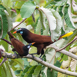 Arenal - Montezuma oropendolas
